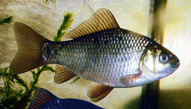 karaś